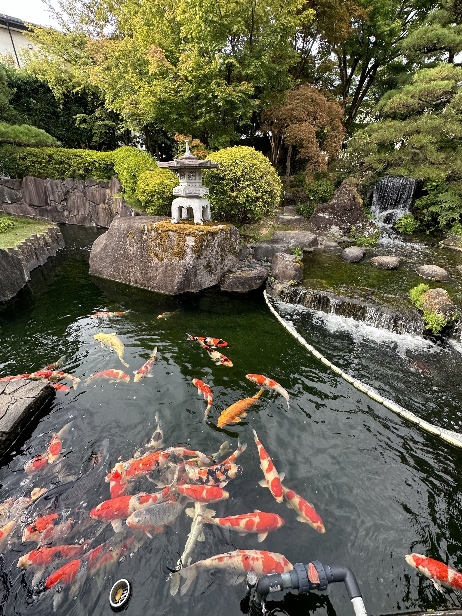 鯉の里で有名な新潟はいつか行きたいですね。