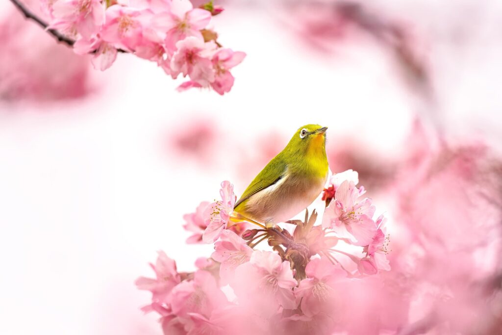 日本の春の桜のはとてもきれいです。